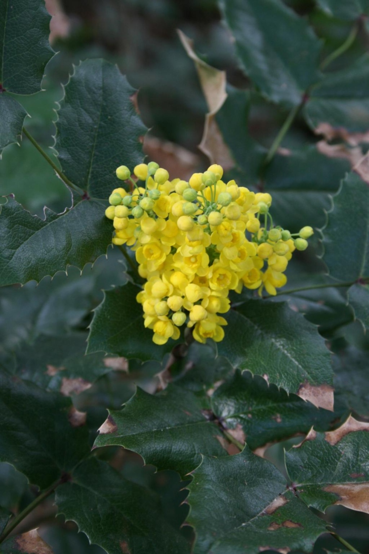 Berberis aquifolium (Oregon Grape-holly), inflorescence