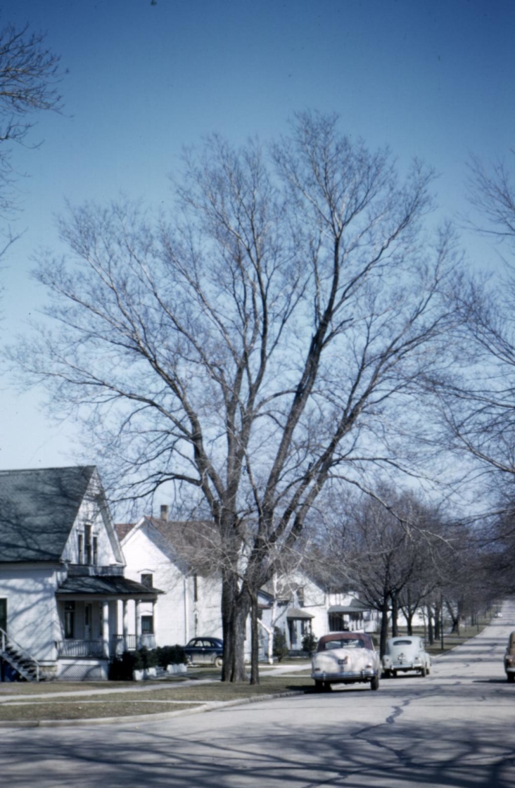 Celtis occidentalis (hackberry), habit, winter