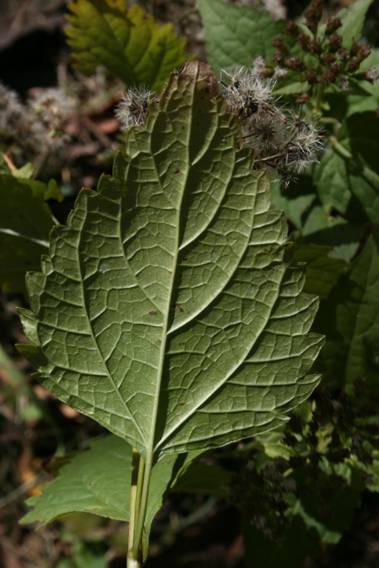 Ageratina altissima var. altissima (White Snakeroot), leaf, lower surface