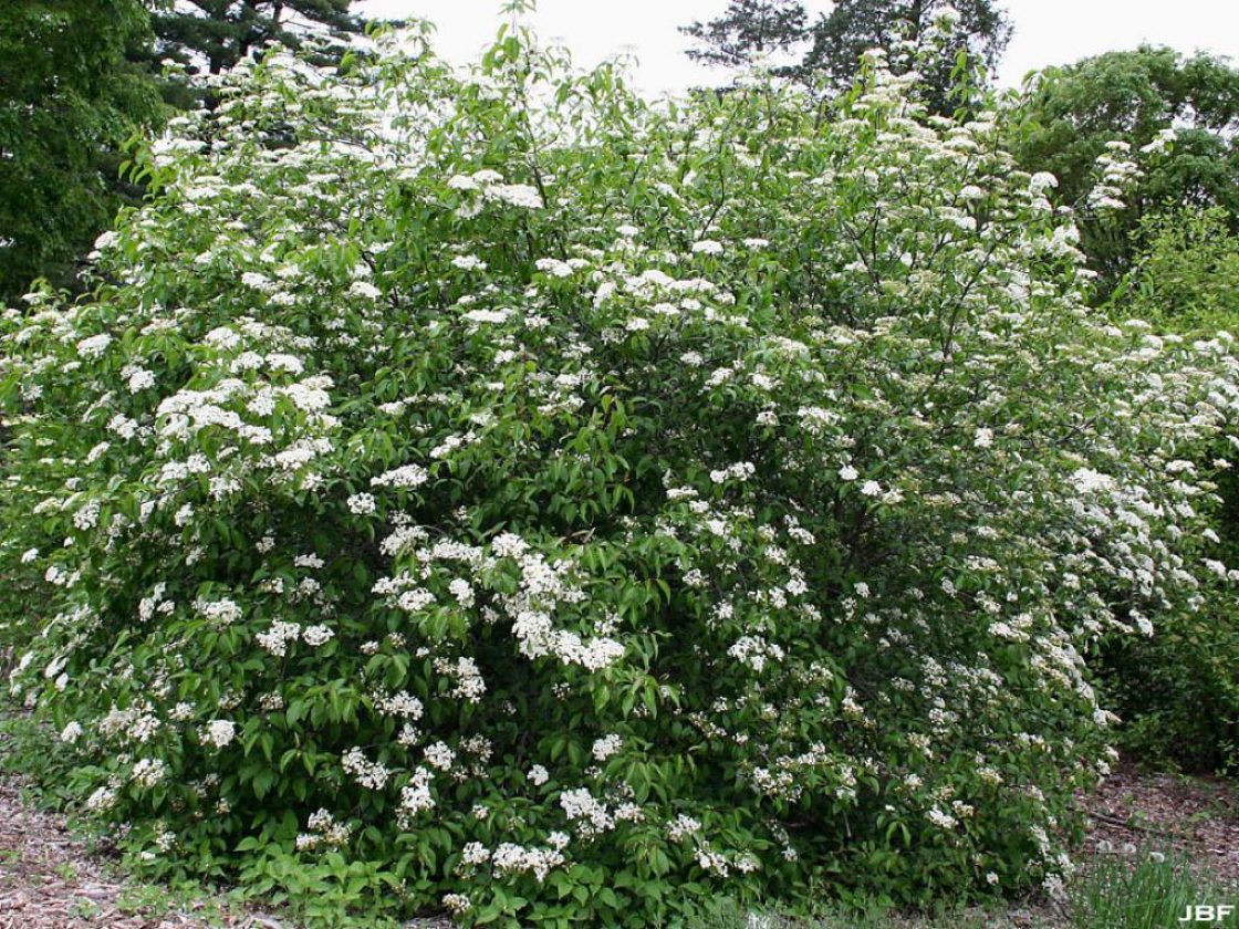 blackhaw viburnum flower