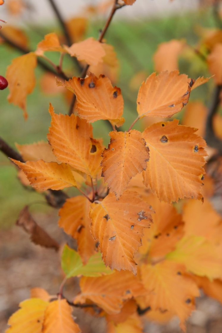 Sorbus alnifolia (Korean Mountain-ash), leaf, fall
