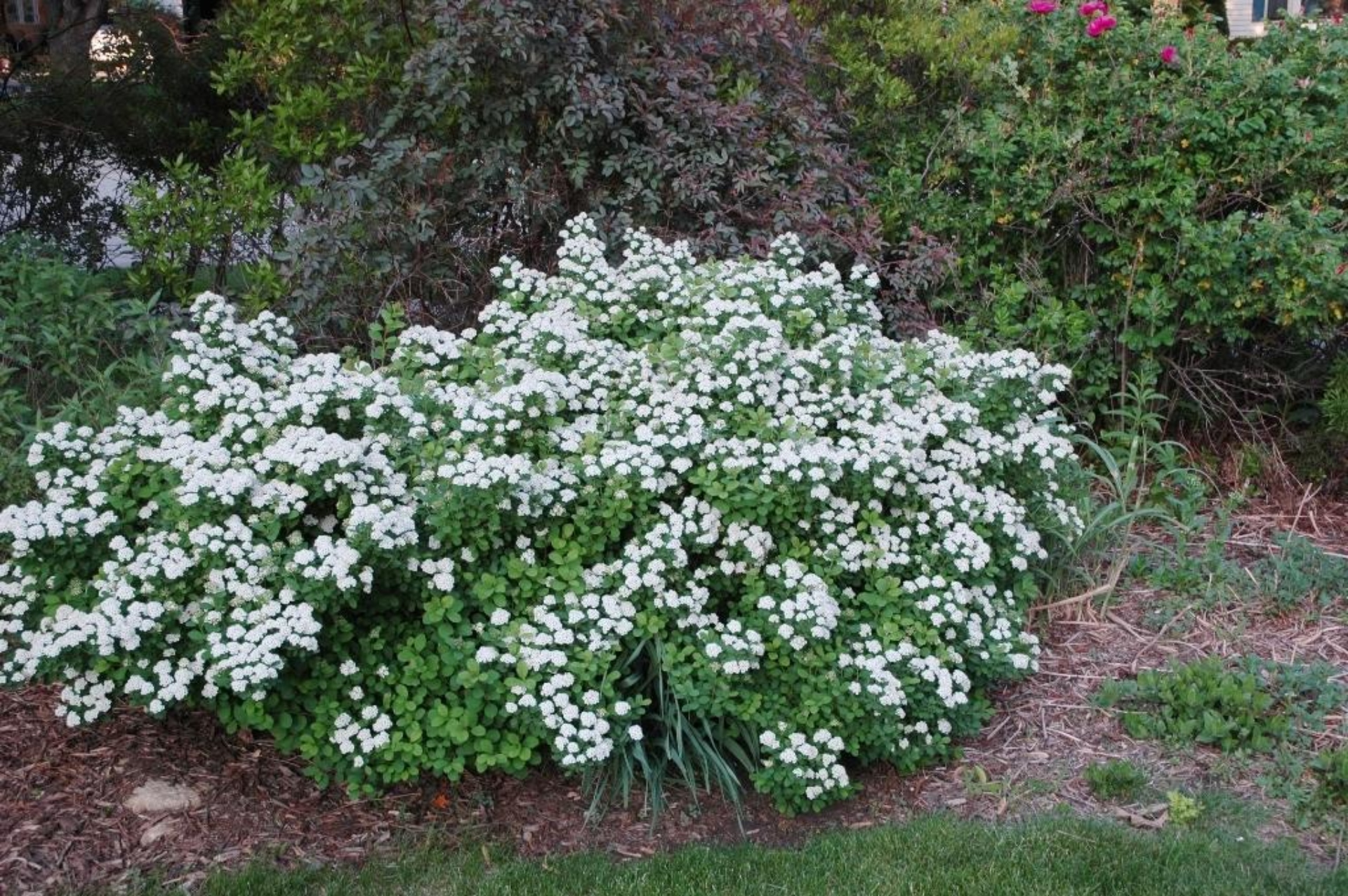 Image of Tor spirea plant in a garden setting