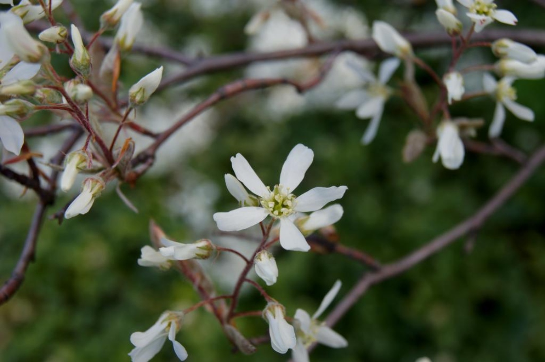 Amelanchier ×grandiflora (Apple Serviceberry), flower, full