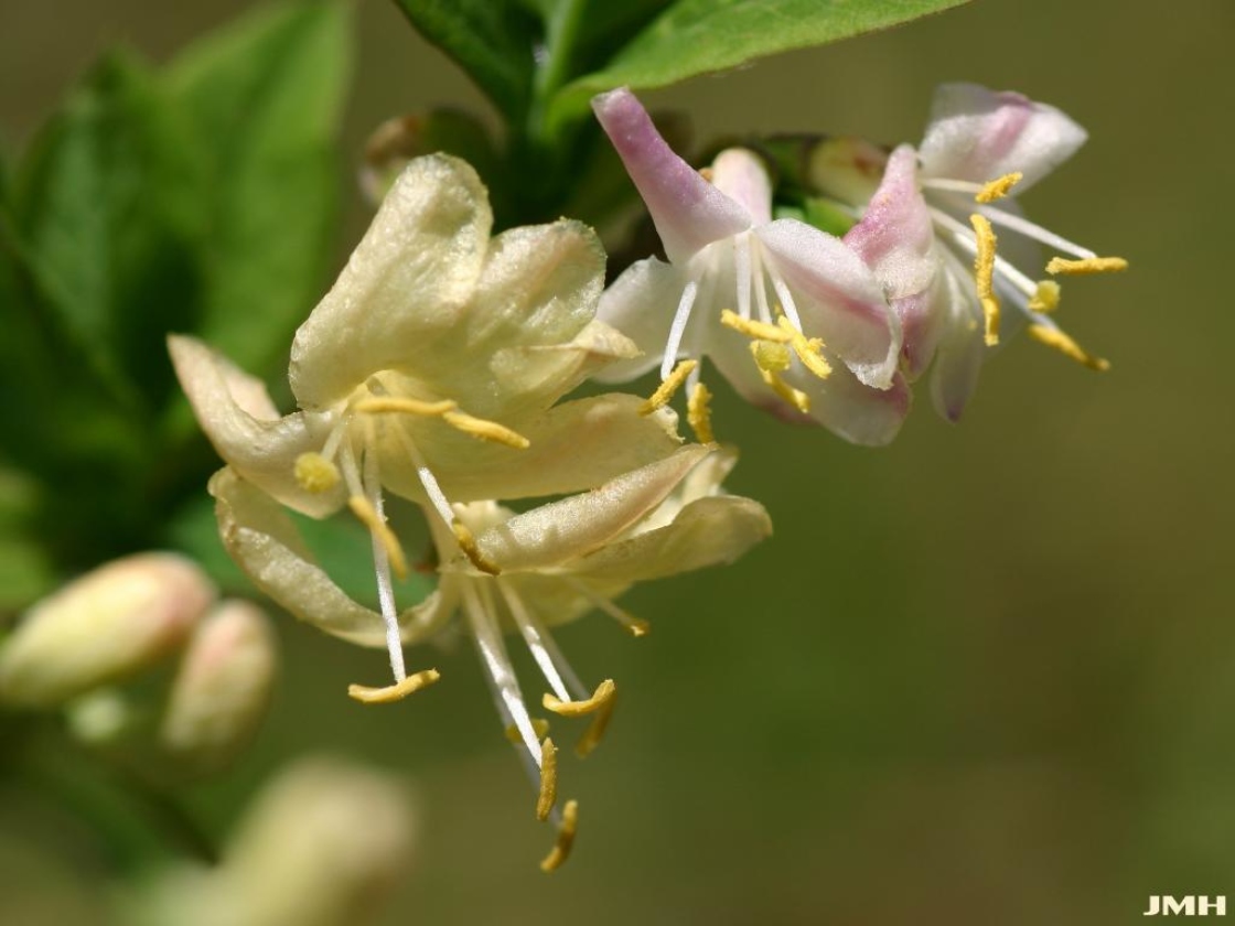 Lonicera fragrantissima Lindl. & Paxt. (winter honeysuckle), close-up of flowers showing stamen