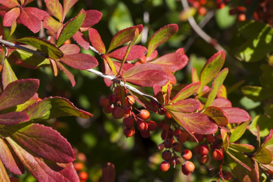 Berberis koreana (Korean barberry), leaf, fall