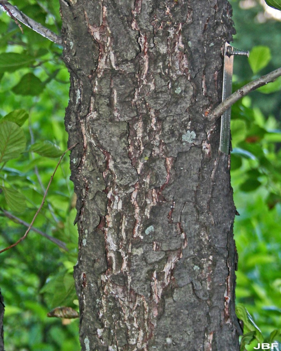 Alnus glutinosa (L.) Gaertn. (European black alder), bark, trunk