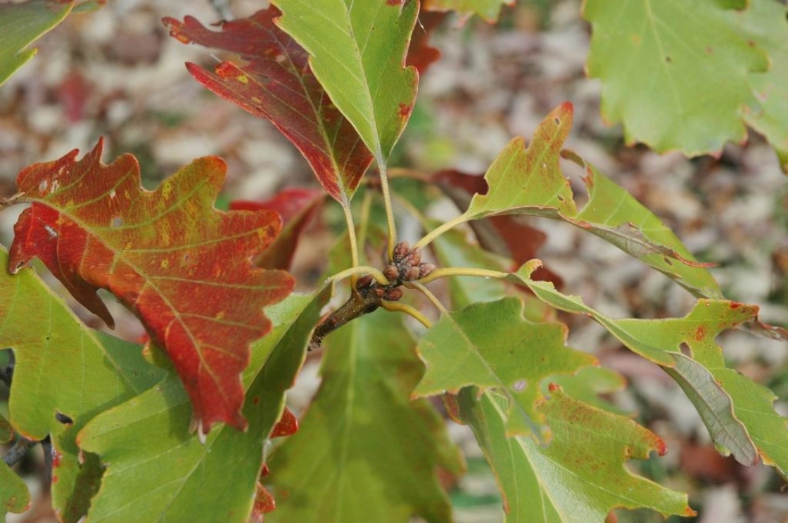 Swamp chestnut oak | The Morton Arboretum