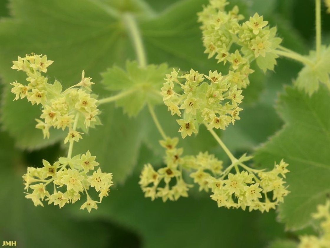 Alchemilla mollis (lady’s mantle), flowers