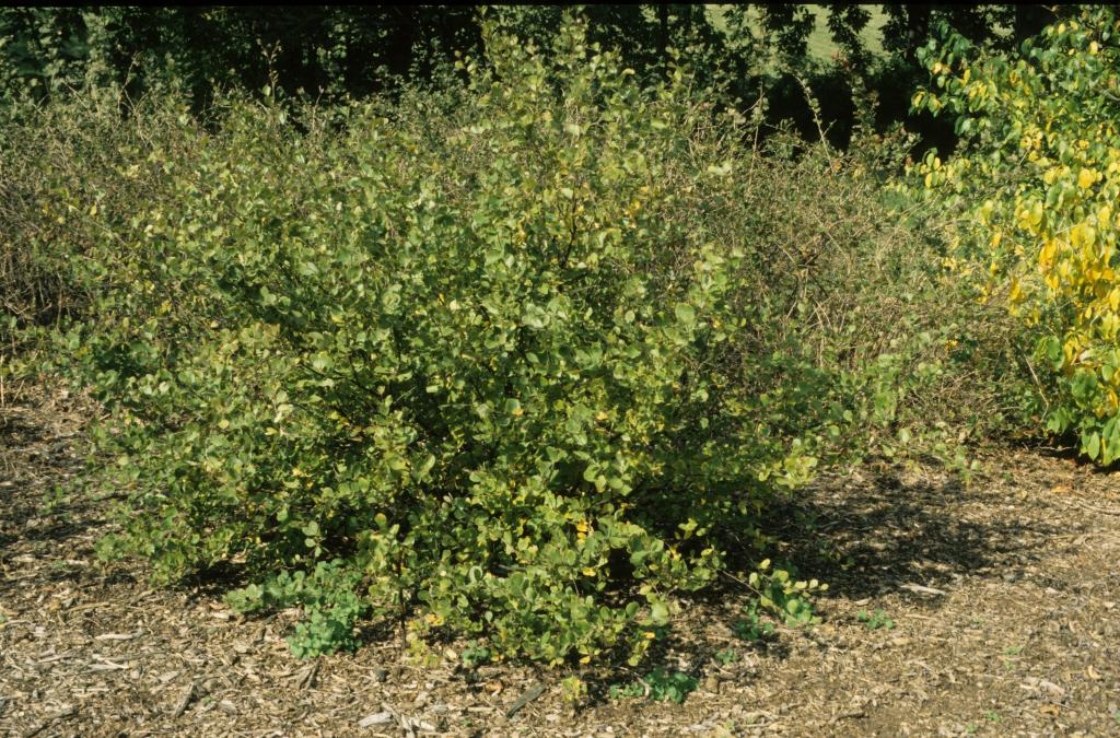 Betula pumila (Bog Birch), habit, summer