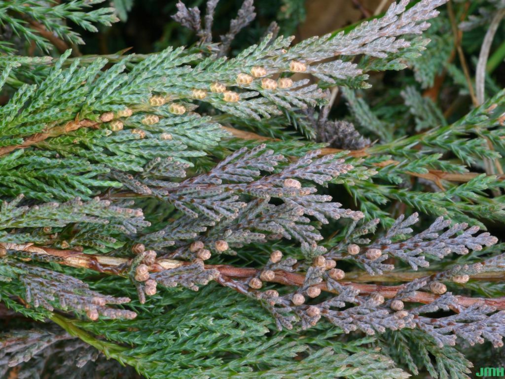 Trailing juniper The Morton Arboretum