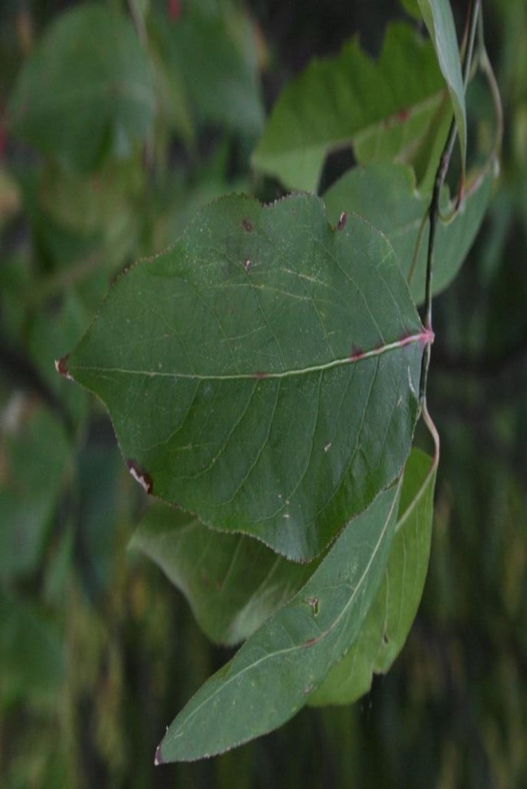 Euonymus atropurpureus (Wahoo), leaf, upper surface