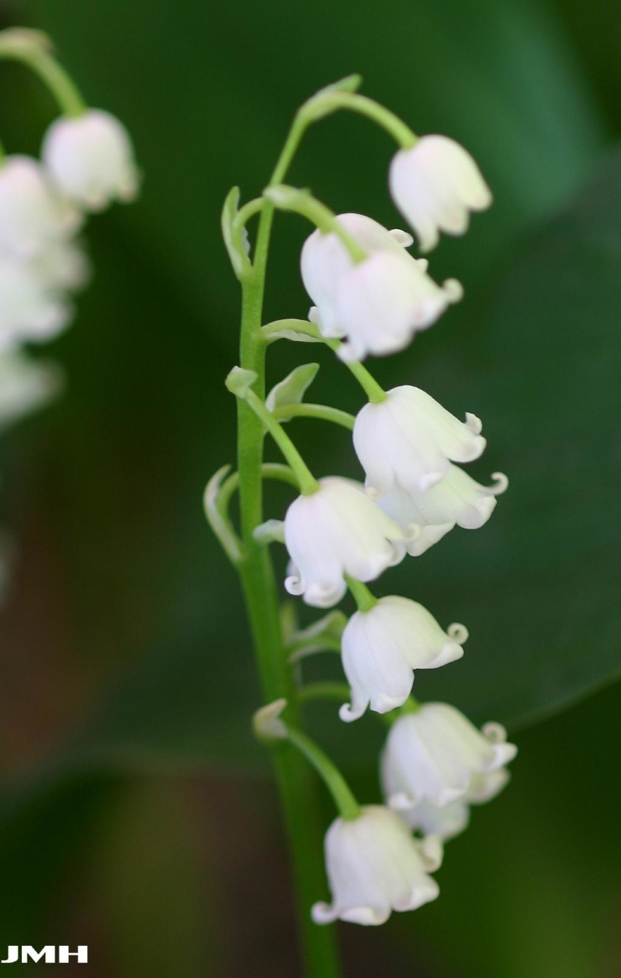 Lily of the valley | The Morton Arboretum