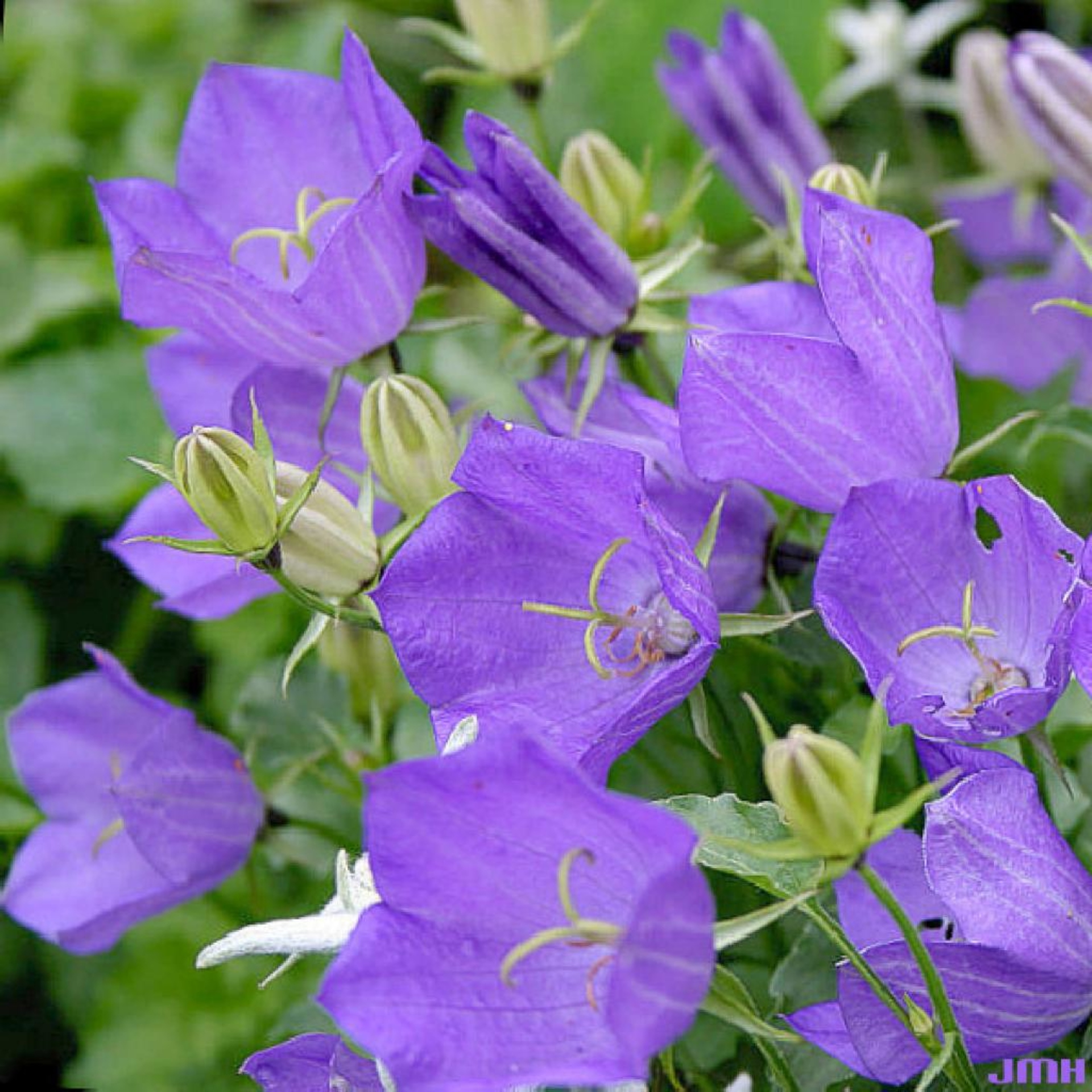 Bellflower Blue Flower Seeds campanula Carpatica Blue 