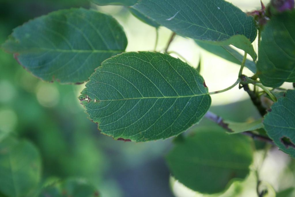 Amelanchier interior (Inland Serviceberry), leaf, upper surface