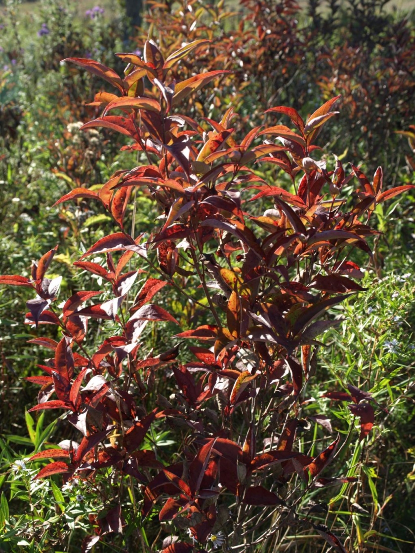 Cornus racemosa (Gray Dogwood), habit, fall
