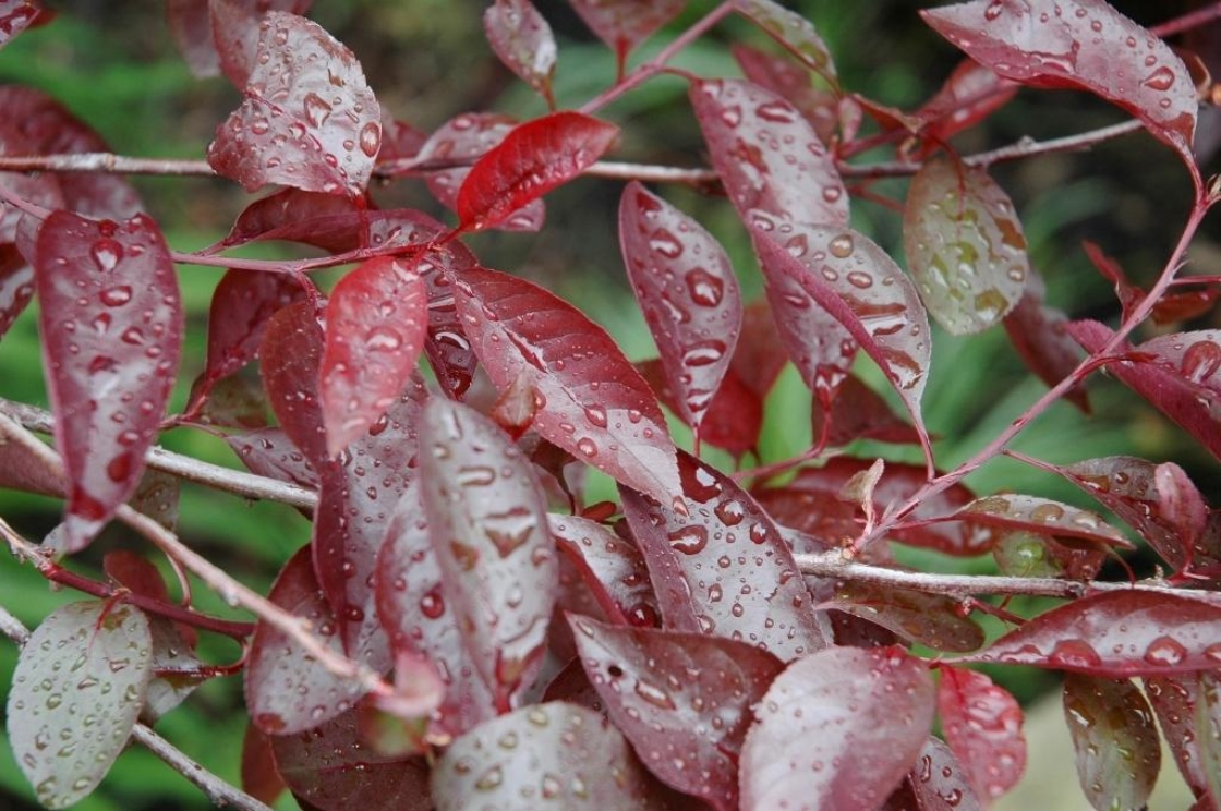 Prunus ×cistena (Hansen) Koehne (purple-leaved sand cherry), leaves