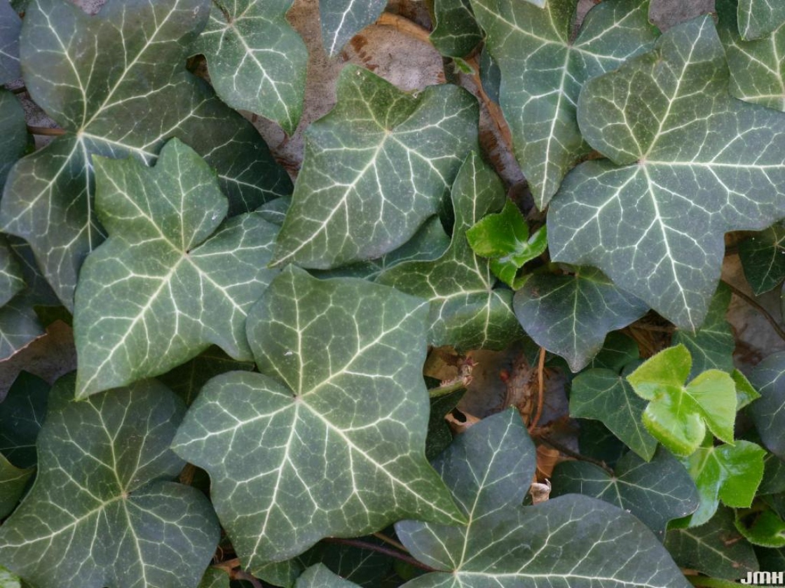 Hedera helix L. (ivy), leaves