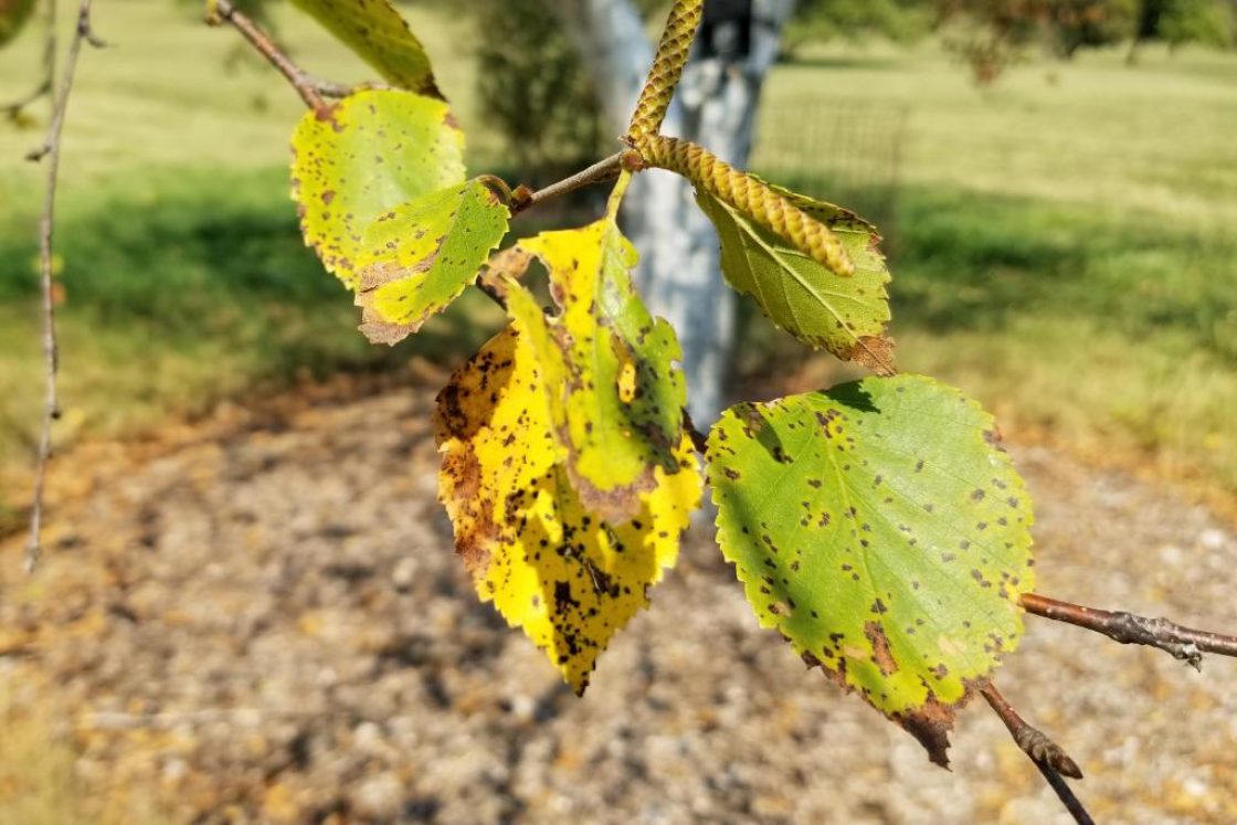 Betula 'Madison' (WHITE SATIN™ Birch), leaf, fall