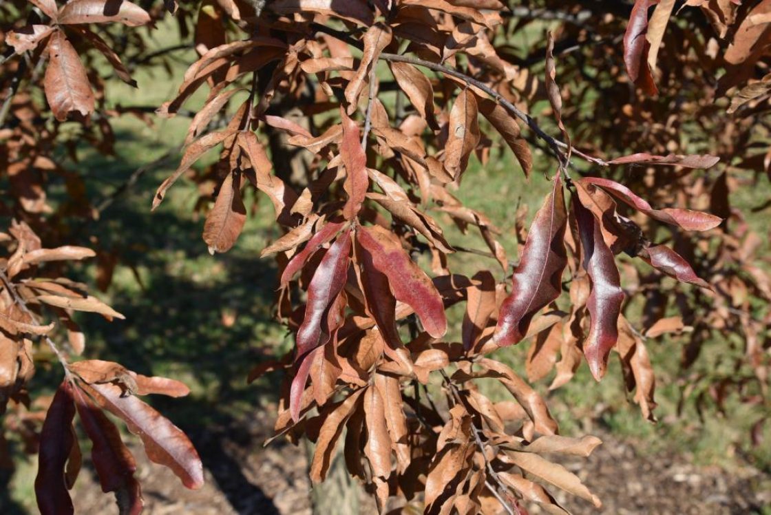 Quercus imbricaria (Shingle Oak), leaf, fall