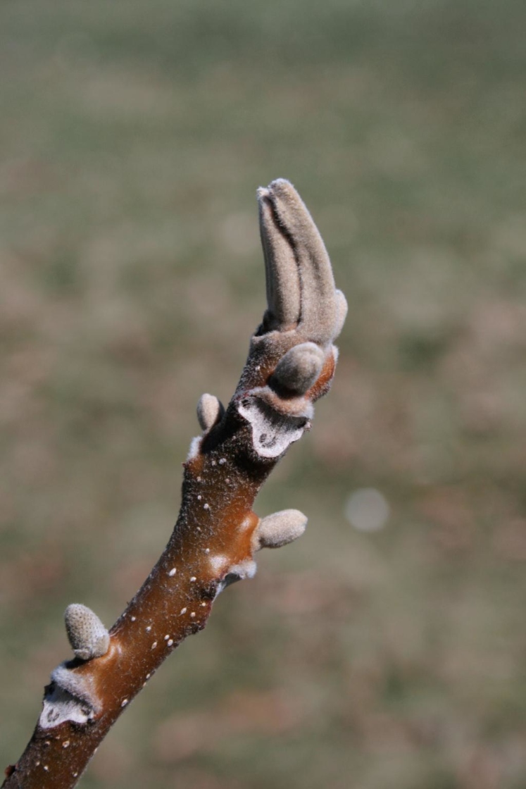 Juglans cinerea (Butternut), bud, terminal