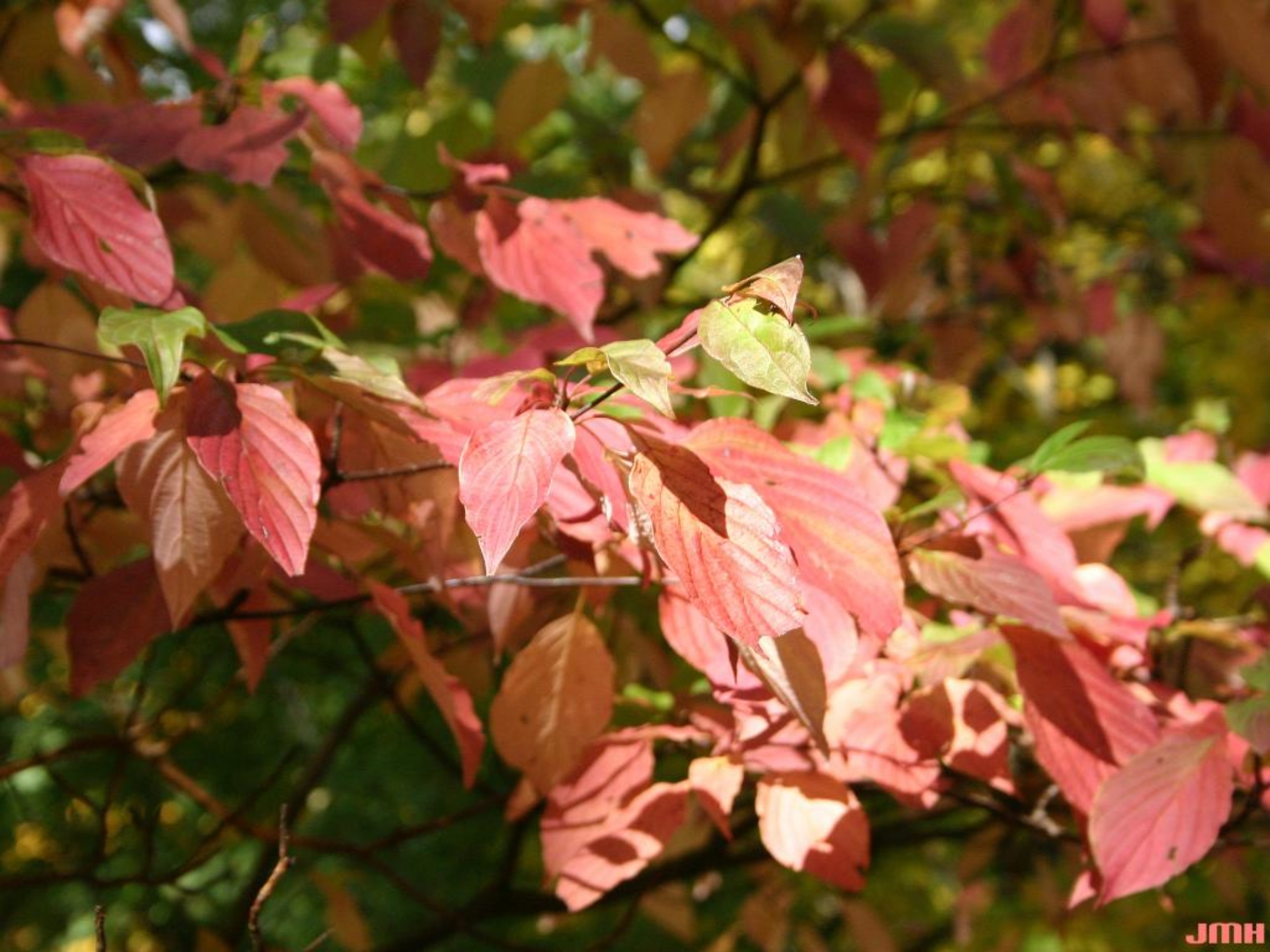 Pagoda dogwood | The Morton Arboretum
