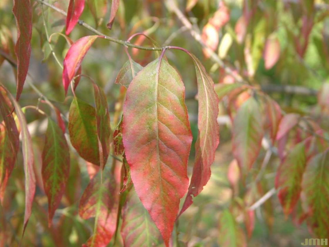 Euonymus atropurpureus Jacq. (wahoo), leaves