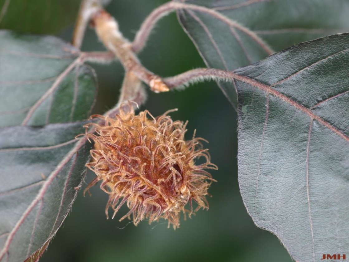 Fagus sylvatica ‘Atropunicea’ (copper beech), close-up of fruit
