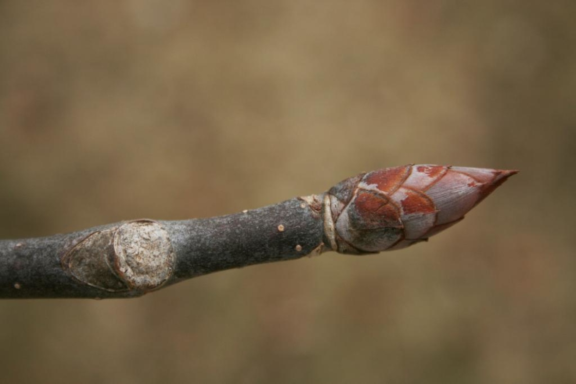 Ohio buckeye | The Morton Arboretum