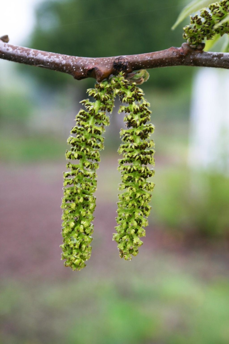 Juglans cinerea (Butternut), inflorescence, staminate