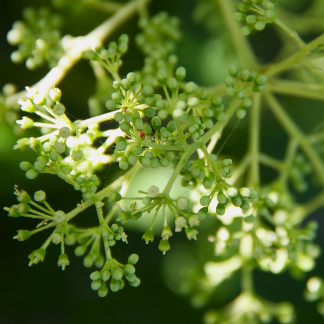 Aralia elata (Miq.) Seem. (angelica-tree), flowers