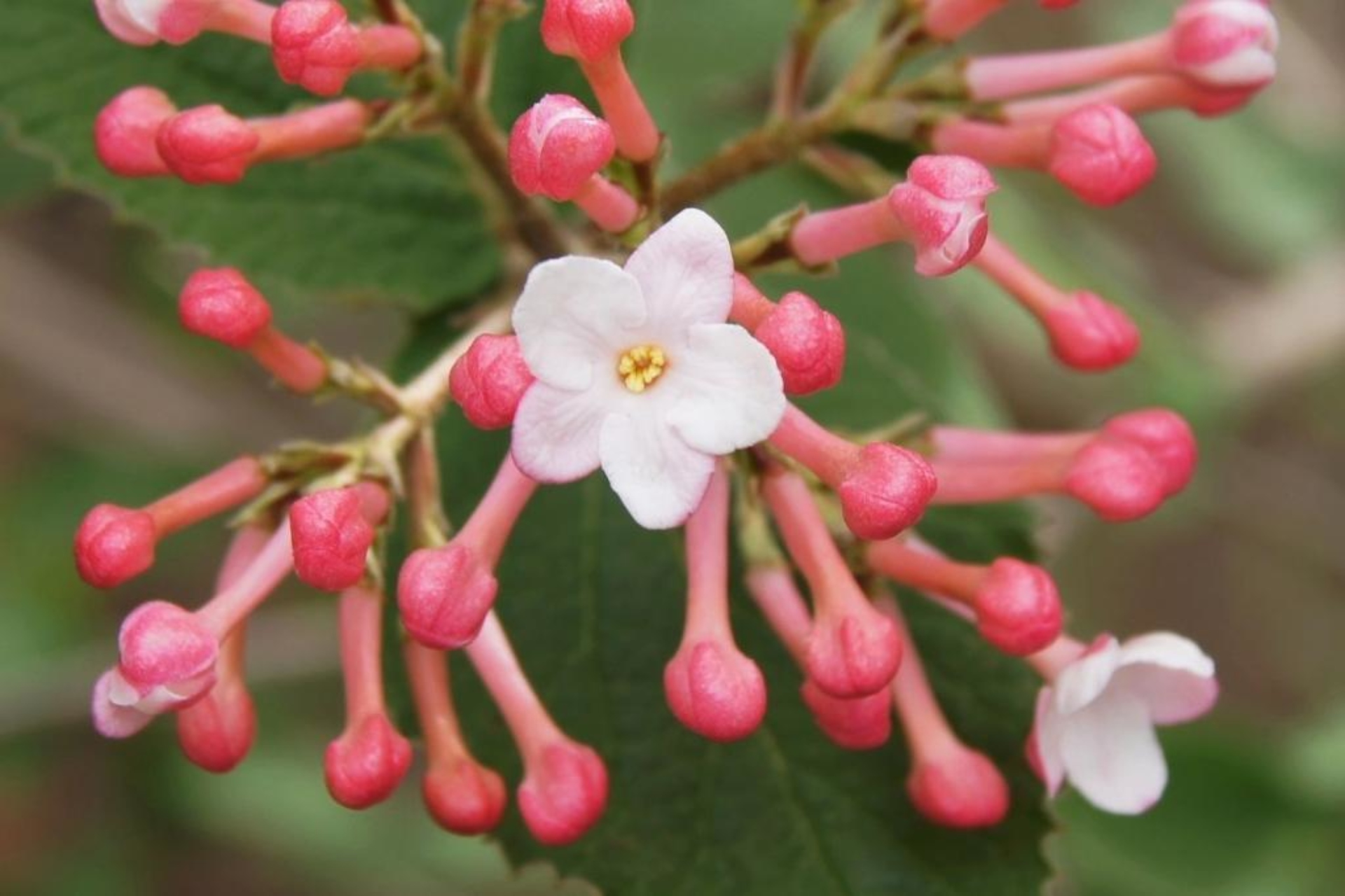 Judd's viburnum The Morton Arboretum