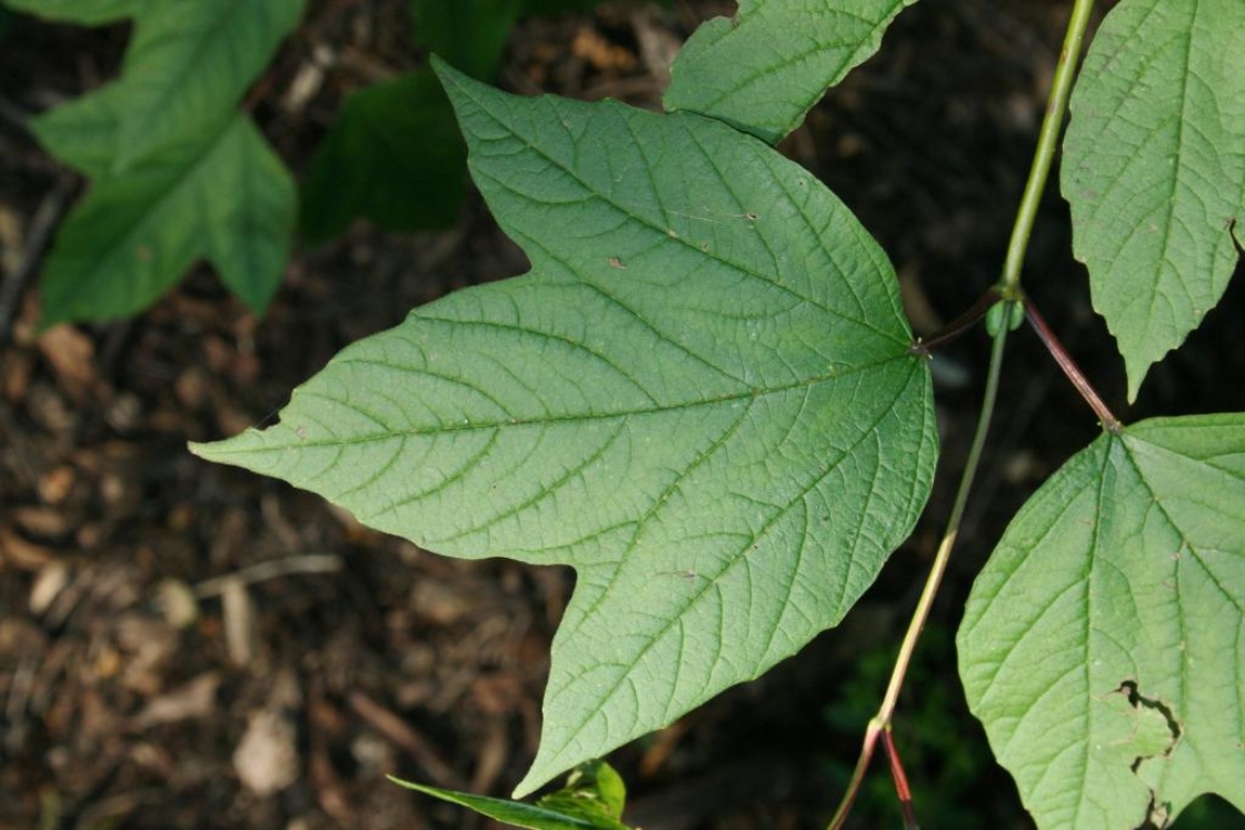 Viburnum opulus var. americanum (American Cranberry-bush), leaf, summer