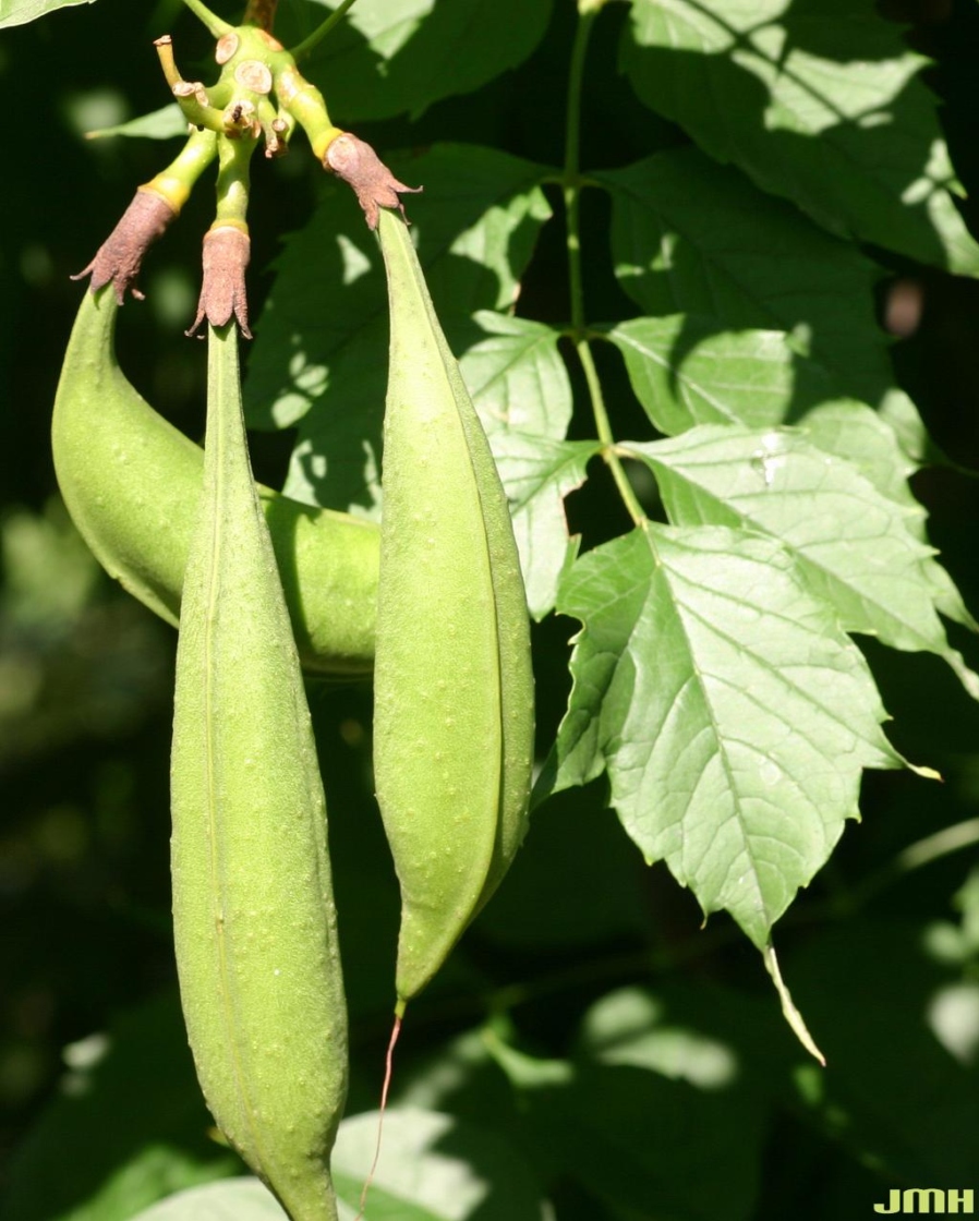 Campsis radicans (L.) Seem. (trumpet vine), fruit