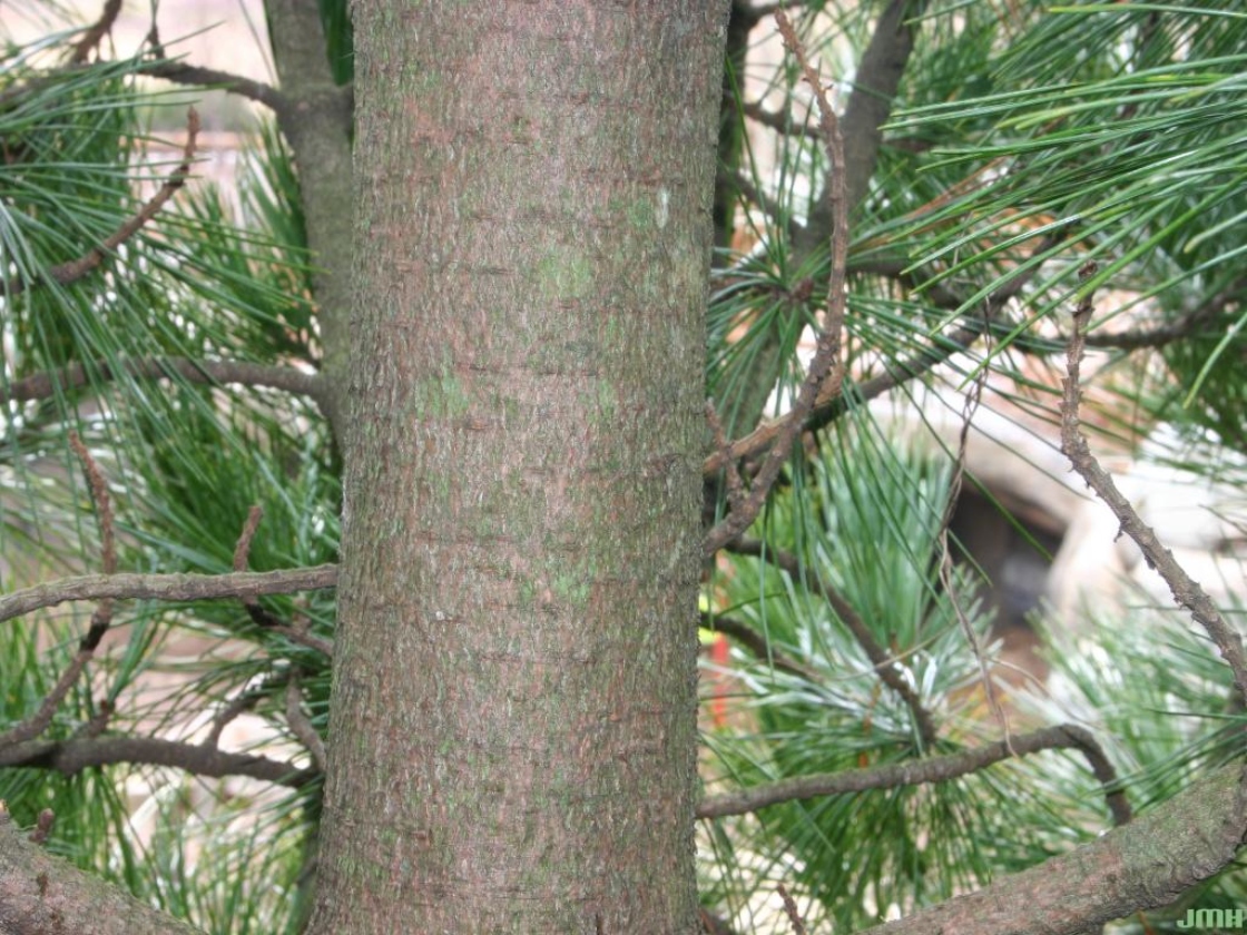 Pinus cembra ‘Stricta’ (Columnar Swiss stone pine), bark