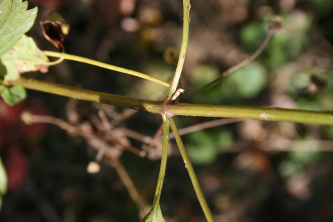 Ageratina altissima var. altissima (White Snakeroot), bark, stem