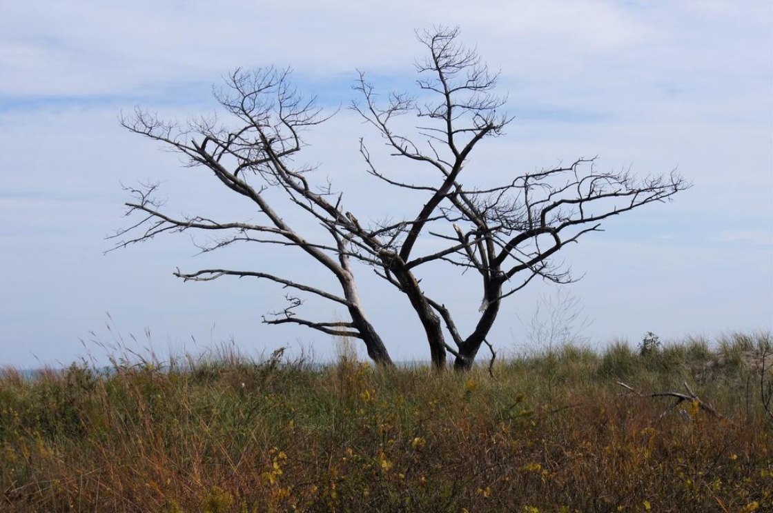 Acer negundo (Boxelder), habit, dead