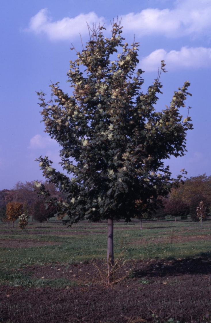 Acer pseudoplatanus (sycamore maple), habit, fall