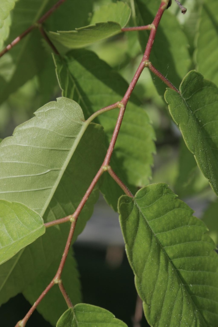 Zelkova