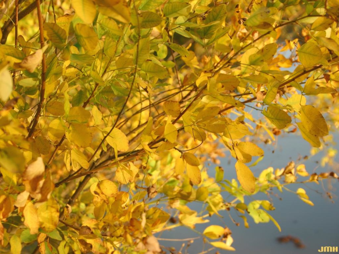 Lespedeza bicolor Turcz. (shrub bush-clover), leaves
