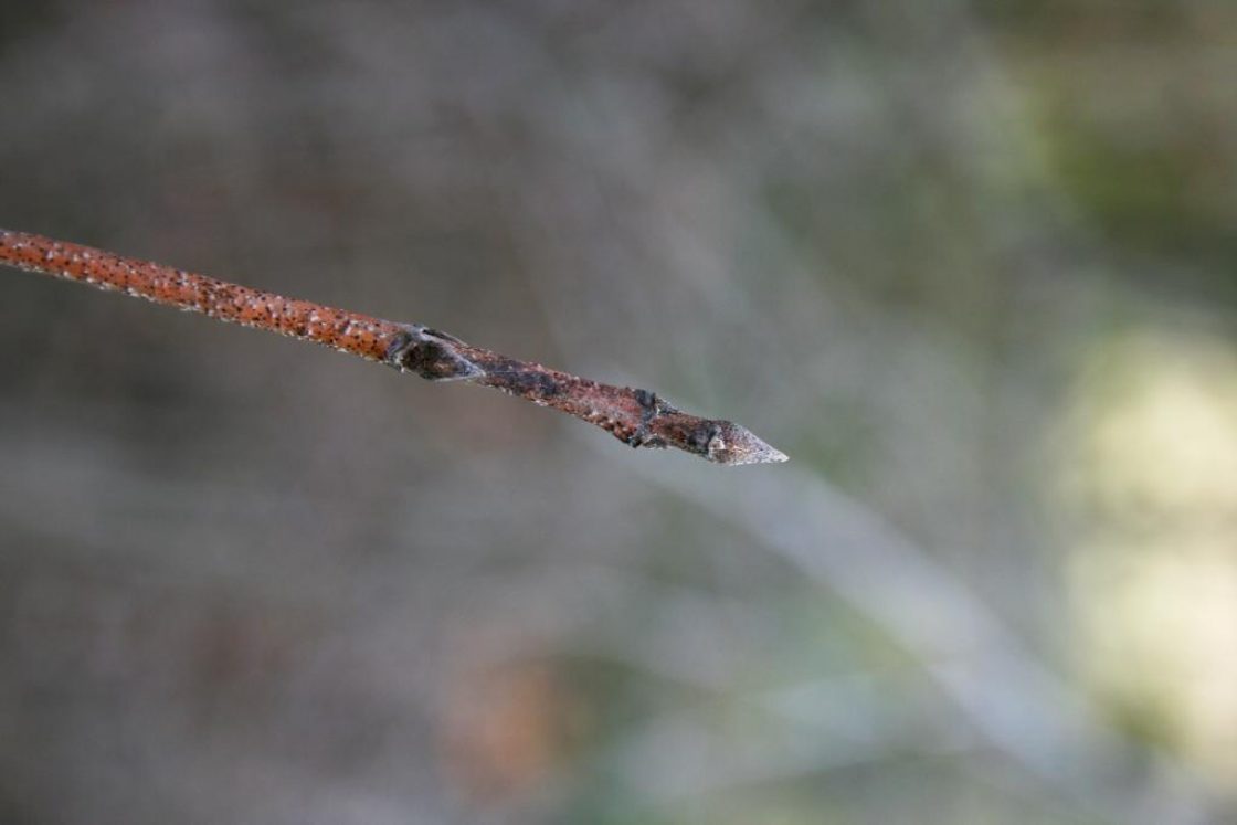 Cornus racemosa (Gray Dogwood), bud, terminal