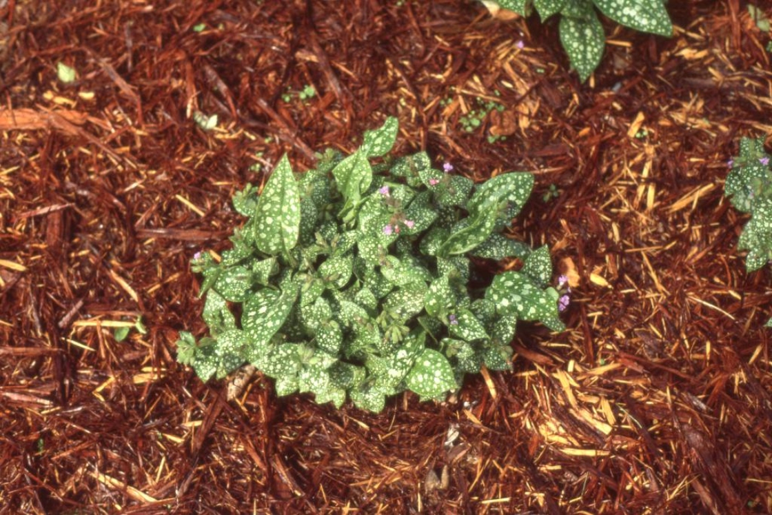 Pulmonaria saccharata ‘Mrs. Moon’ (Mrs. Moon Bethlehem-sage), habit