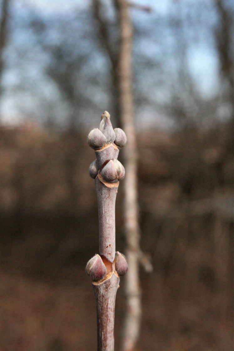 Acer negundo (Boxelder), bud, terminal
