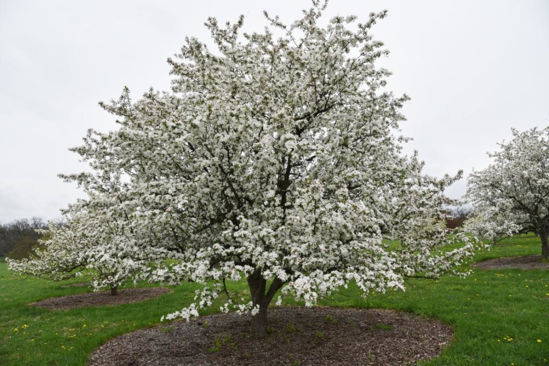 Malus 'Frettingham Victoria' (Frettingham Victoria Crabapple), habit, spring