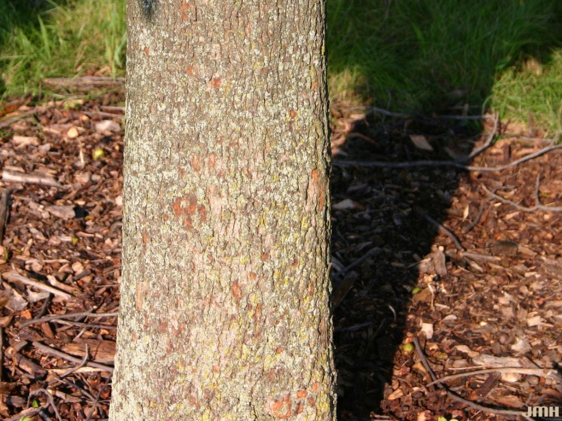 Bitternut Hickory The Morton Arboretum