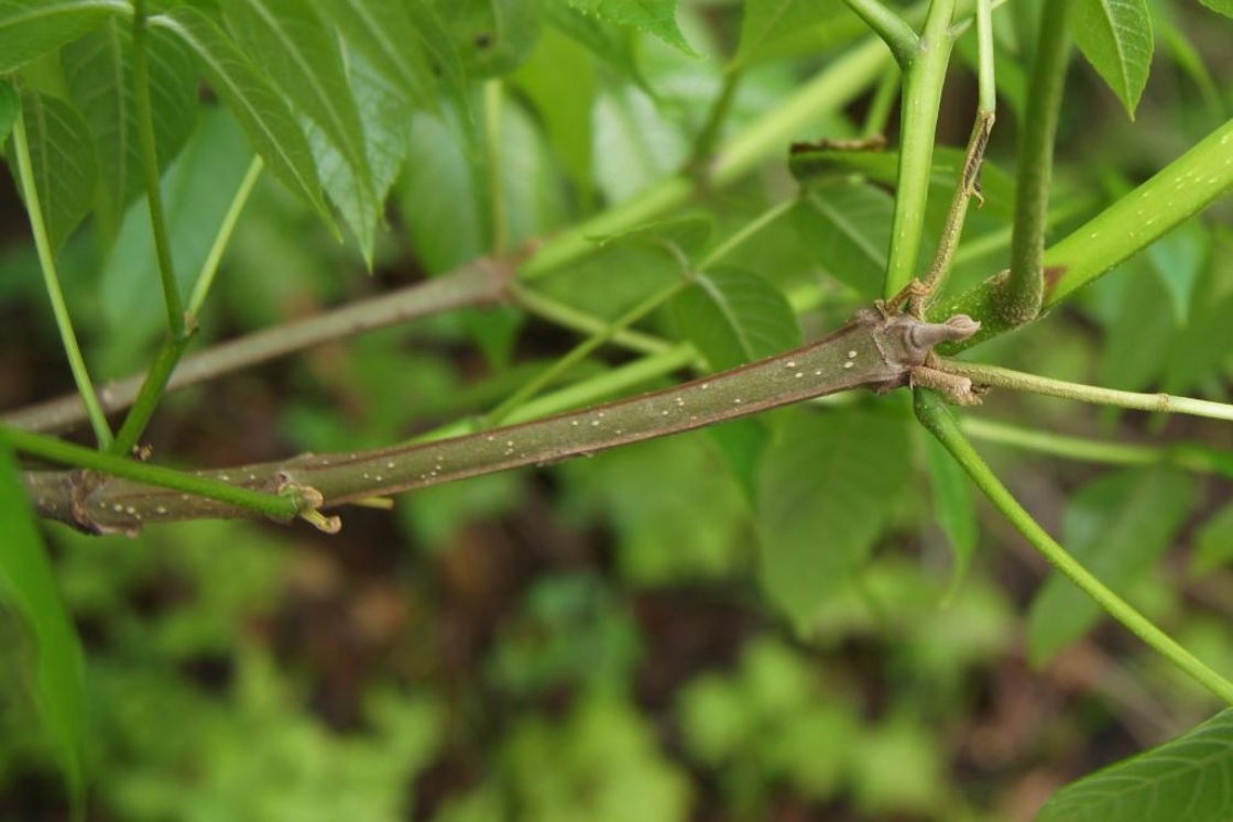 Fraxinus quadrangulata (Blue Ash), bark, twig