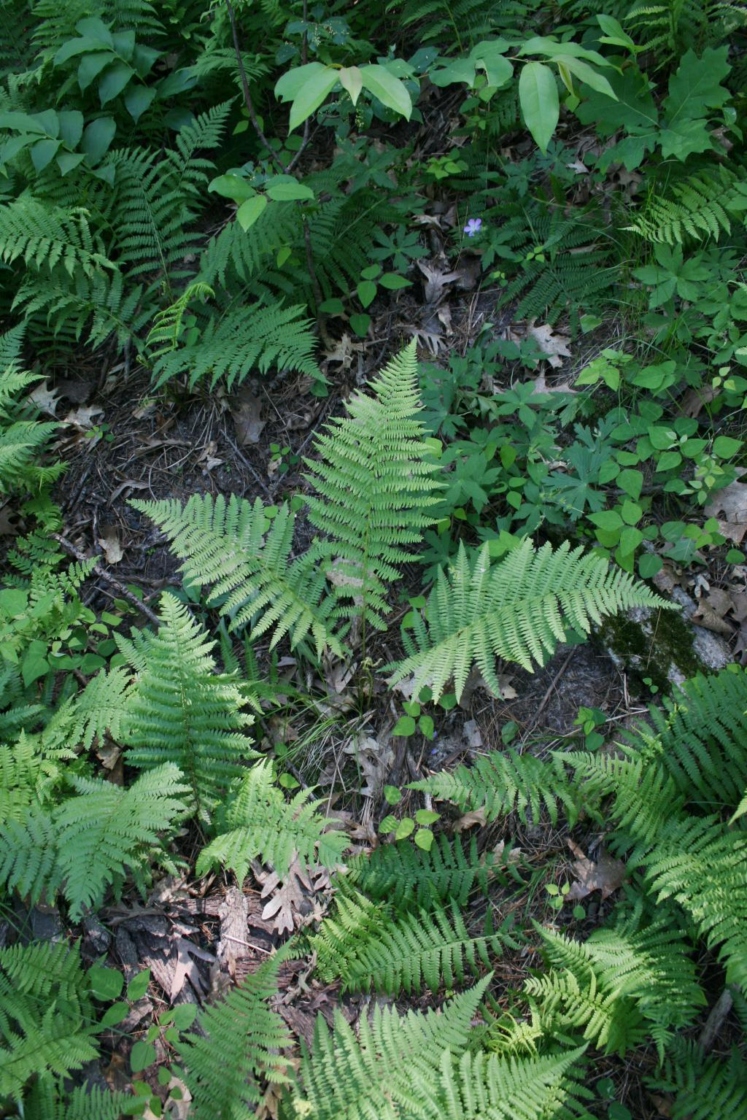 Athyrium felix-femina var. angustum (Northern Lady Fern), habit, summer