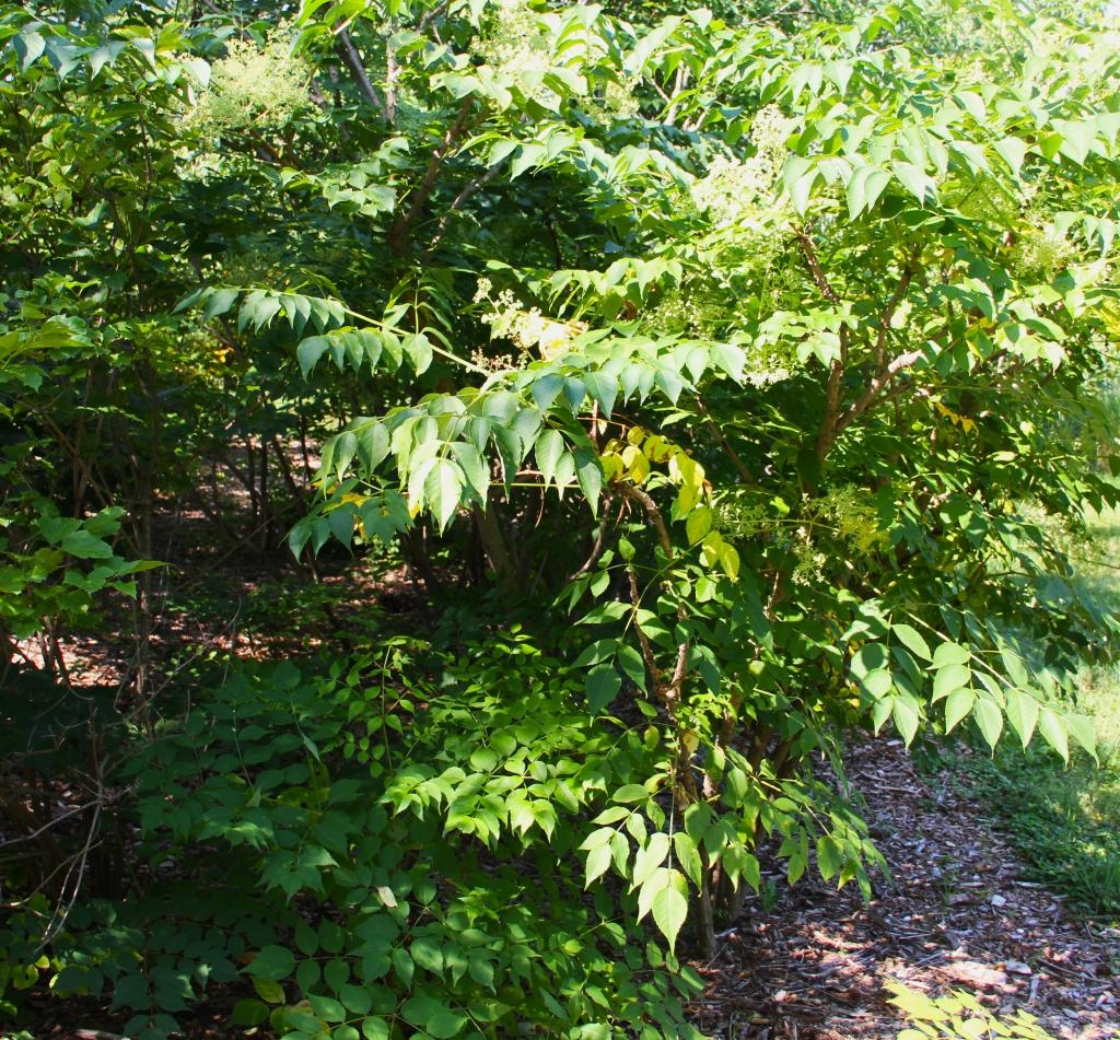 Aralia elata (Miq.) Seem. (angelica-tree), form