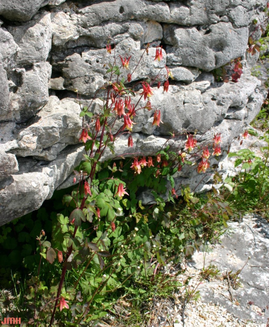 Aquilegia canadensis L. (columbine), growth habit