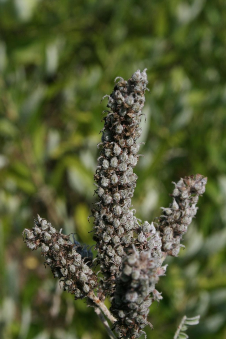 Amorpha canescens (Leadplant), infructescence