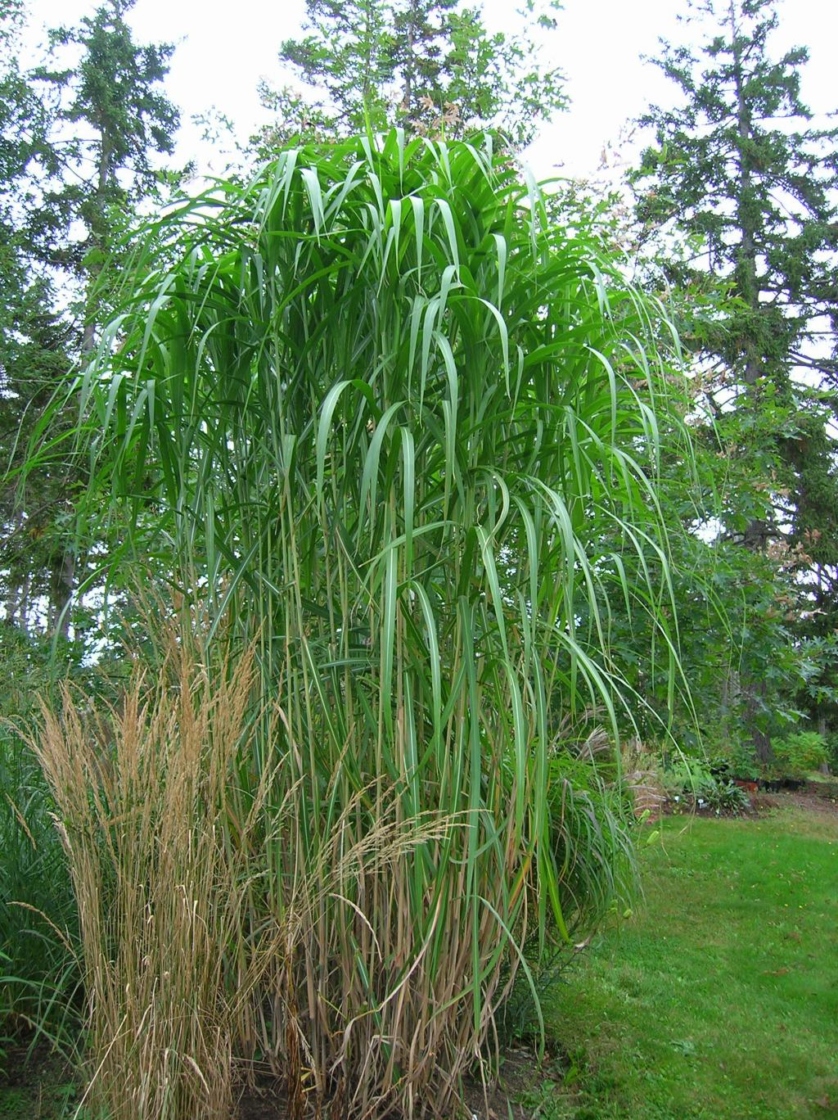 Japanese Silver Grass The Morton Arboretum 6014